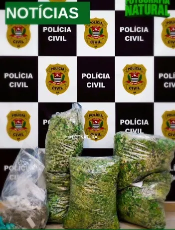 QUASE 300 PÉS DE MACONHA SÃO APREENDIDOS EM MAIRIPORÃ